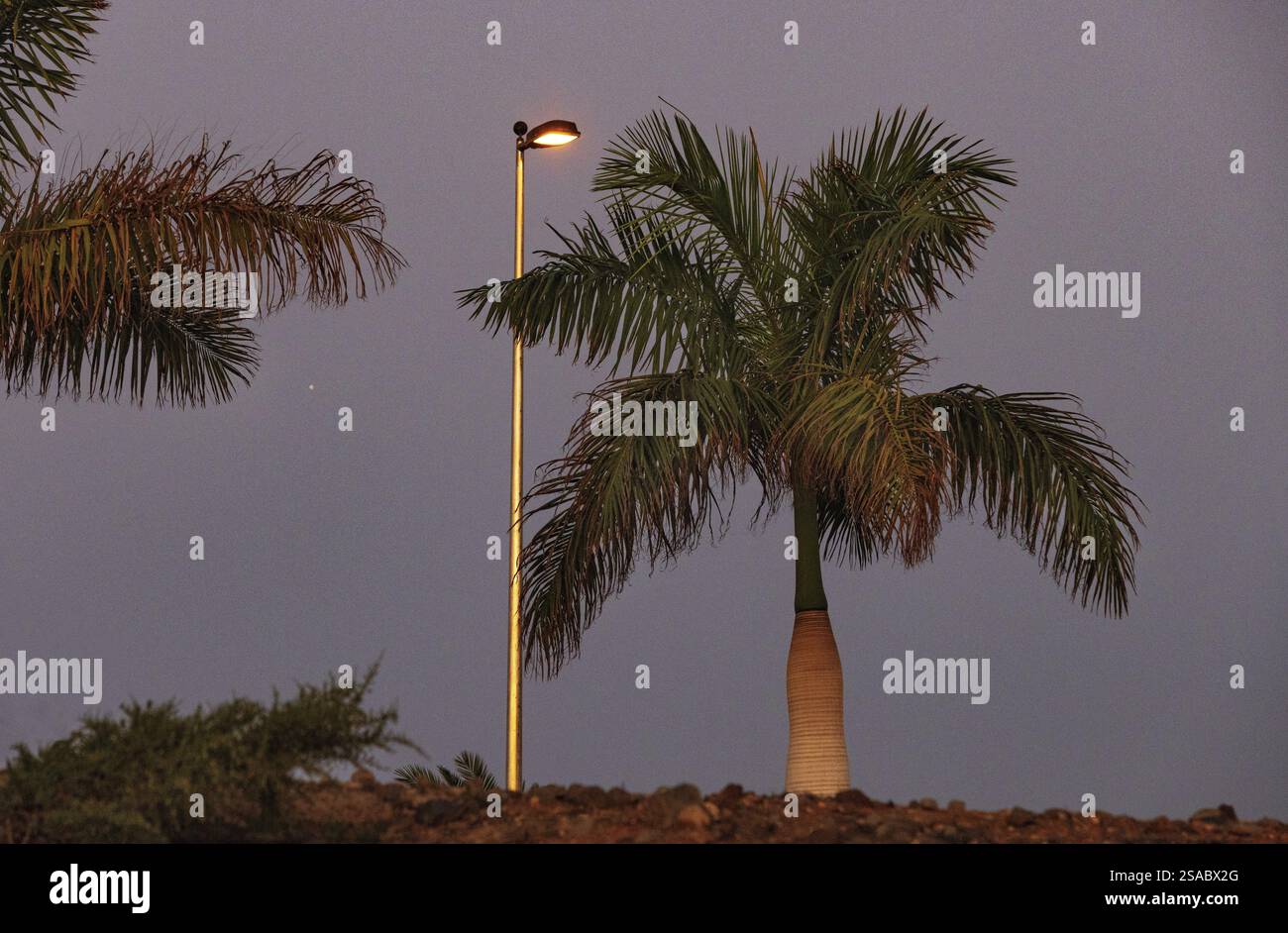 Alba con lanterna e palma, Maspalomas, Gran Canaria, Isole Canarie, Spagna, Europa Foto Stock