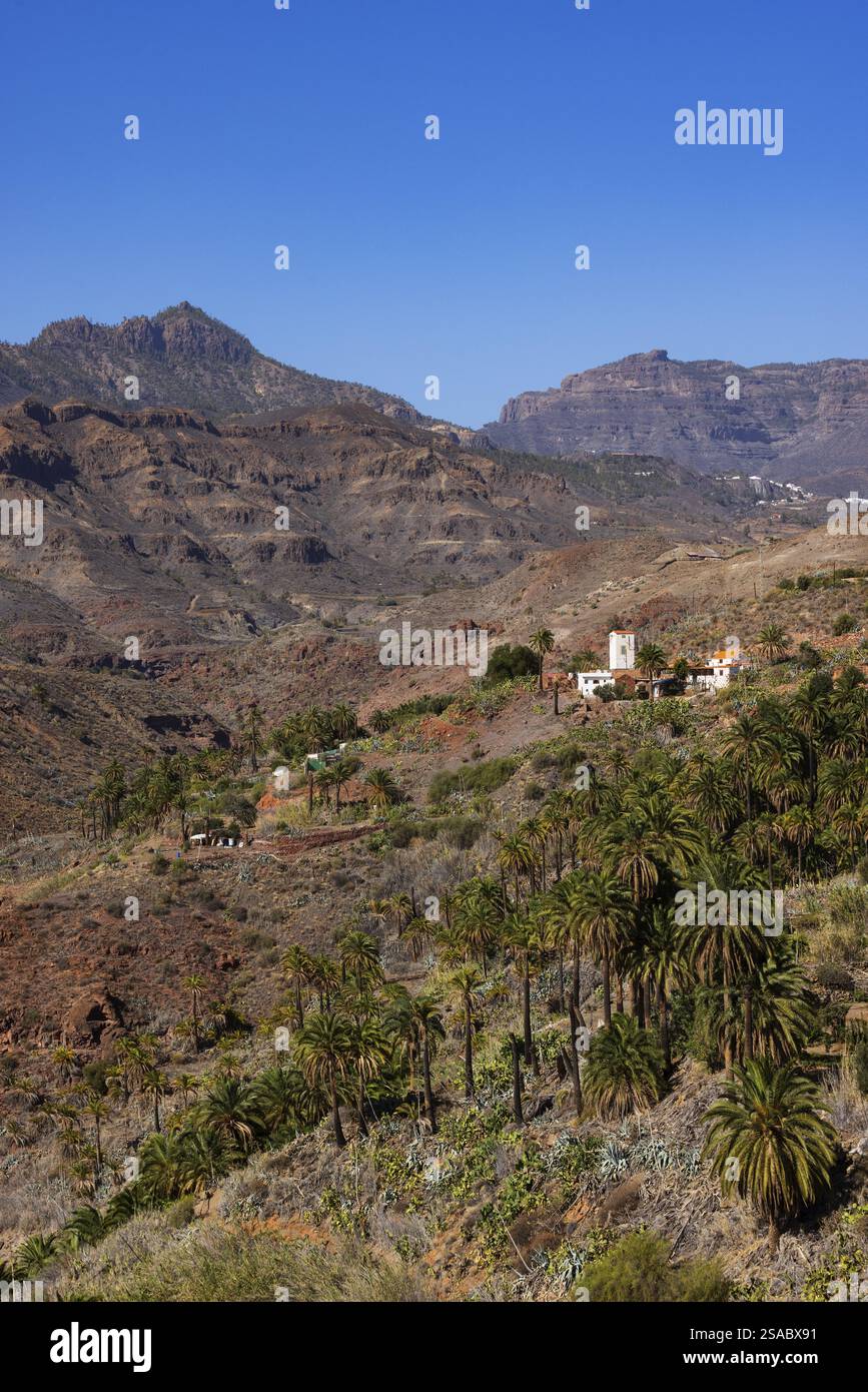 Palmeto vicino a la Sorrueda e Barranco de Tirajana, Santa Lucia de Tirajana, Gran Canaria, Isole Canarie, Spagna, Europa Foto Stock