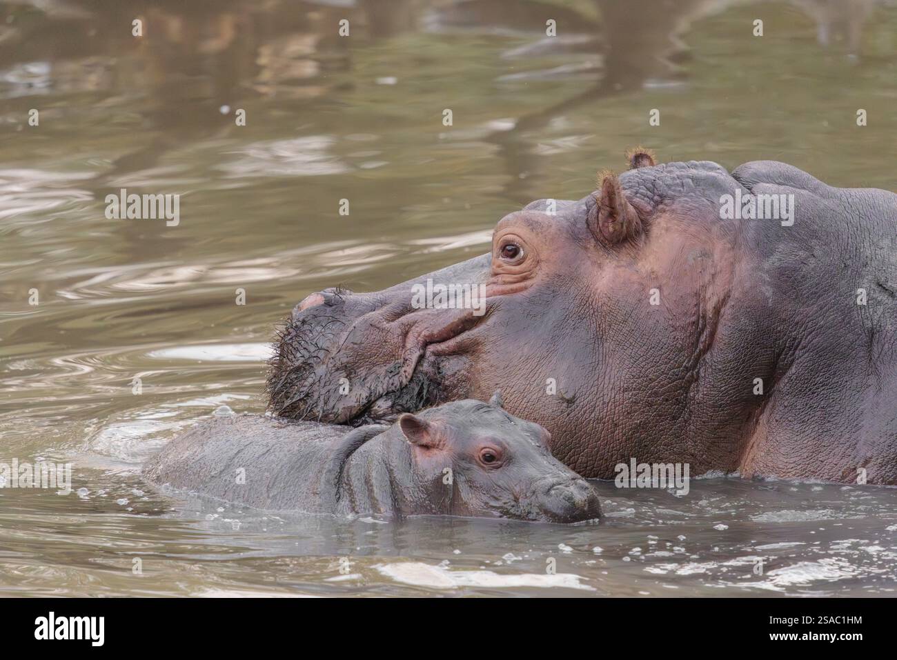 Un ippopotamo bambino (Hippopotamus amphibius) e sua madre nuotano in un fiume Foto Stock