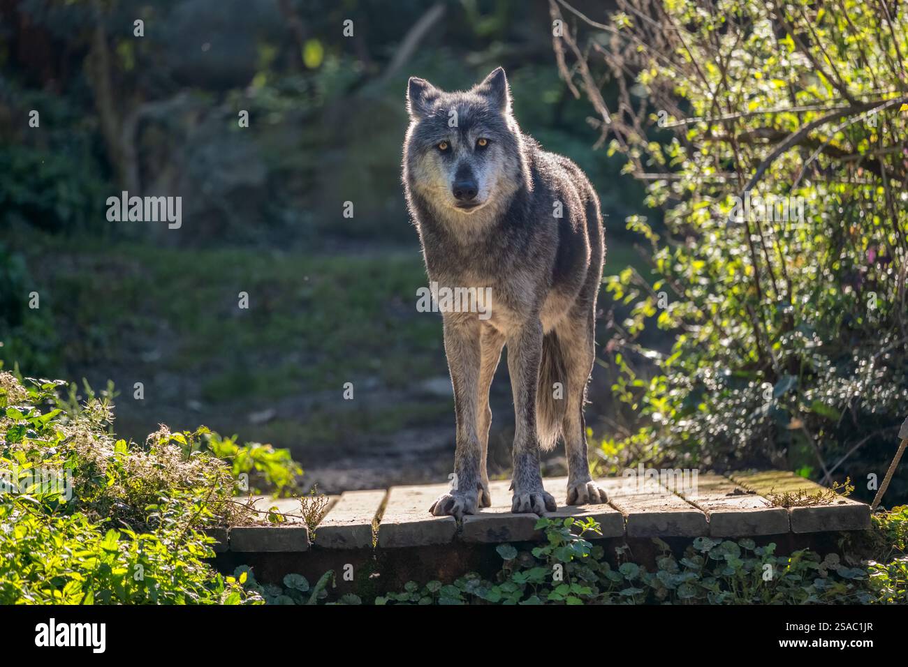 Lupo nordoccidentale (Canis lupus occidentalis), altri nomi: Lupo della valle di Mackenzie, lupo di legno dell'Alaska o canadese nello zoo di Mulhouse, Alsazia, Francia. CAN Foto Stock