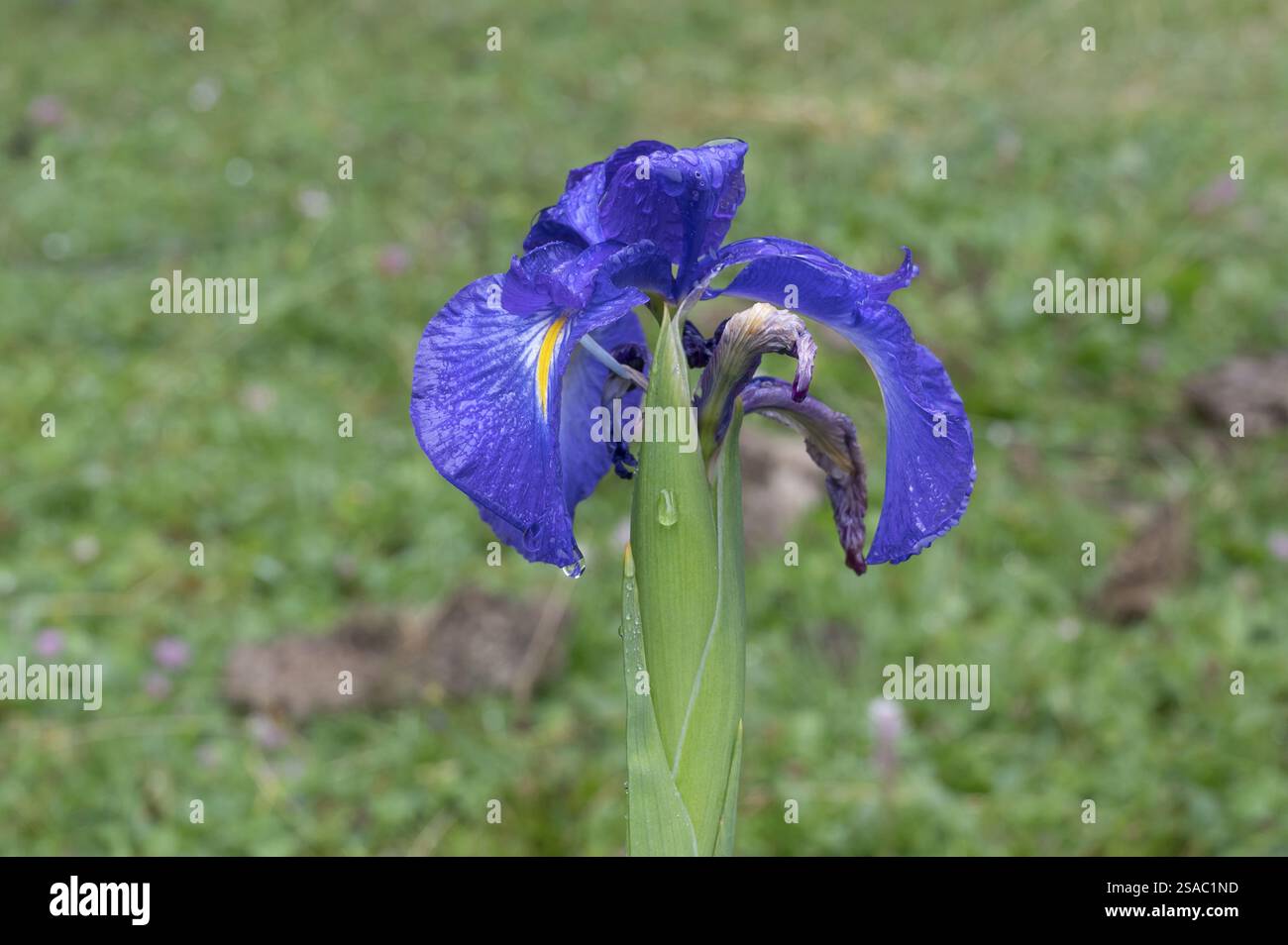 L'Iris endemico dei Pirenei (Iris latifolia), il Parco nazionale dei Pirenei, il Vallon de Magnabaigt, la valle dell'Ossau, il Bearn, Pyrenees-Atlantiques, Nouvelle-A. Foto Stock L'Iris endemico dei Pirenei (Iris latifolia), il Parco nazionale dei Pirenei, il Vallon de Magnabaigt, la valle dell'Ossau, il Bearn, Pyrenees-Atlantiques, Nouvelle-A. Foto Stock