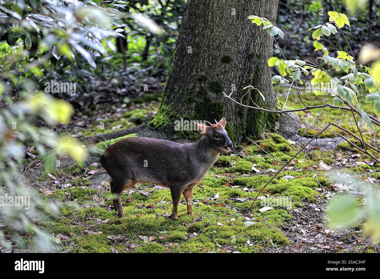 Un cervo muntiak nei boschi Foto Stock