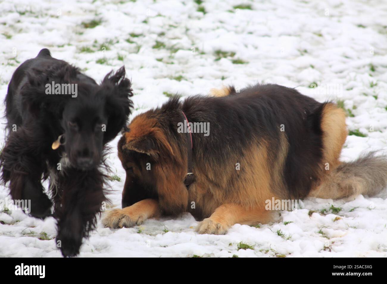 Il pastore tedesco gioca con Cocker Spaniel nella neve. Foto Stock