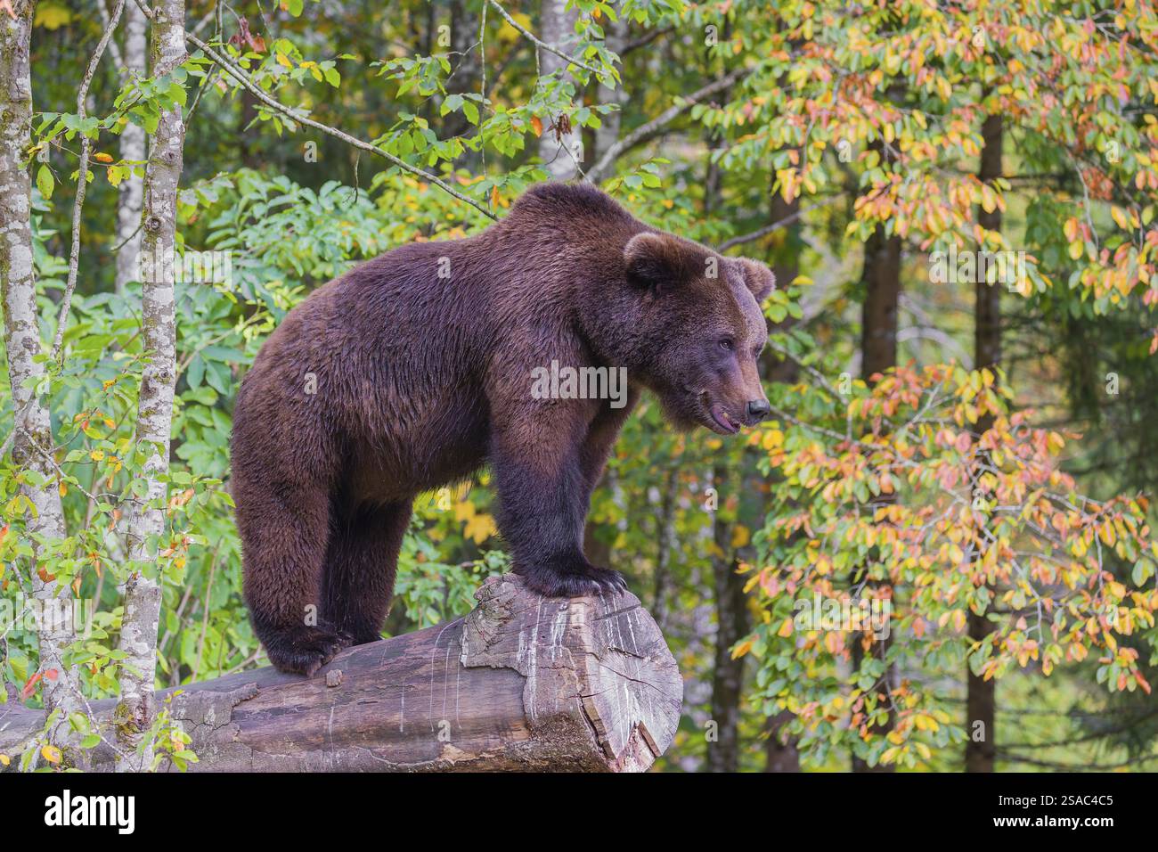 Un giovane orso bruno eurasiatico (Ursus arctos arctos) si trova su un tronco marciente che giace a terra Foto Stock