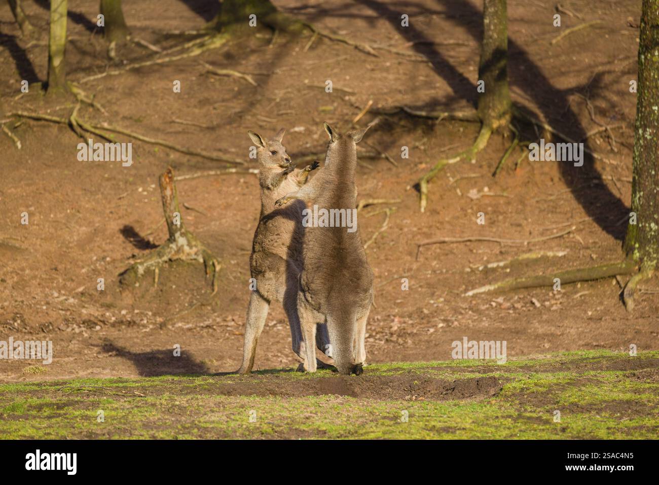 Due Canguri grigi orientali, Macropus giganteus, combattono in un prato alla luce tarda Foto Stock
