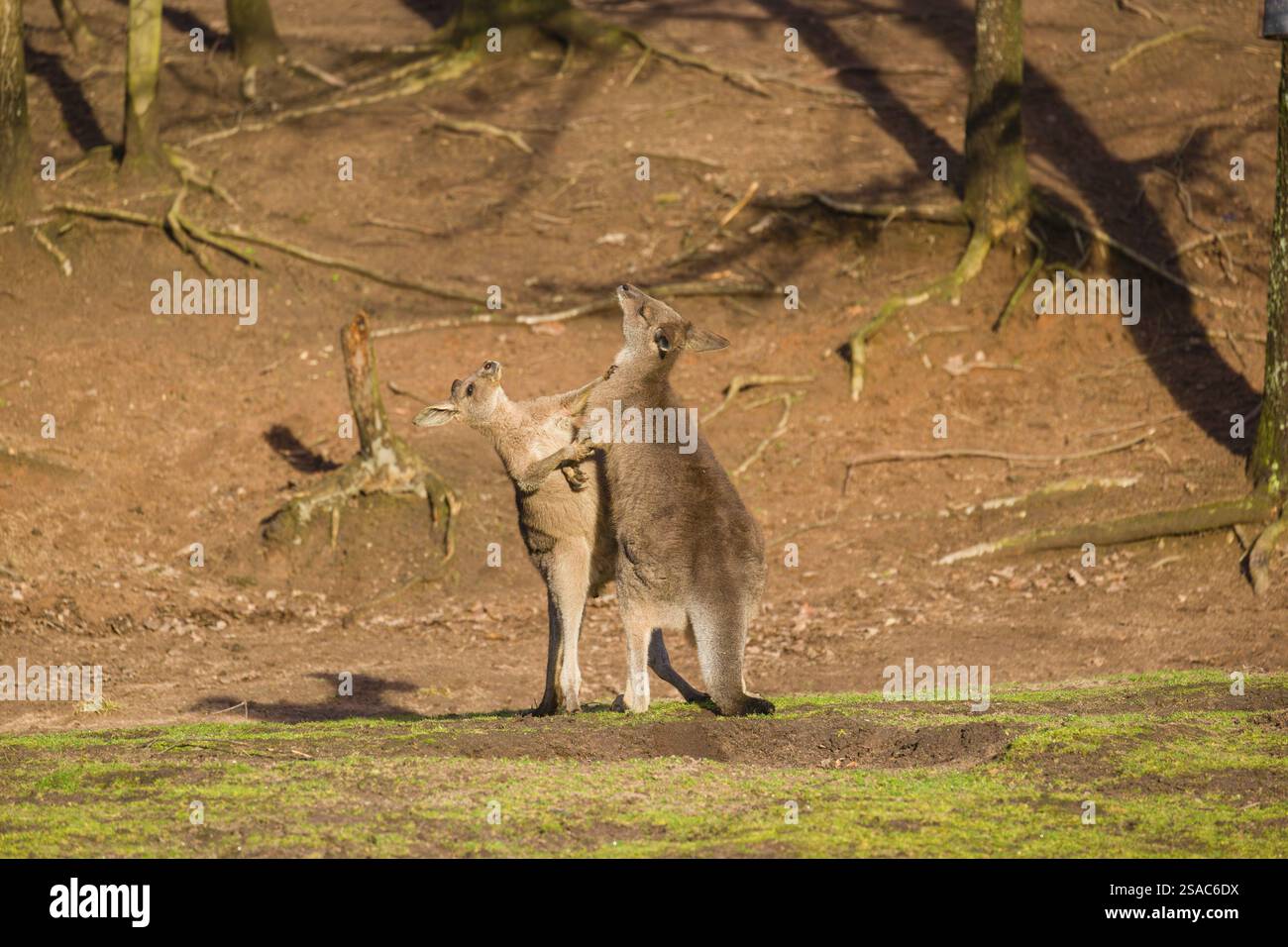 Due Canguri grigi orientali, Macropus giganteus, combattono in un prato alla luce tarda Foto Stock