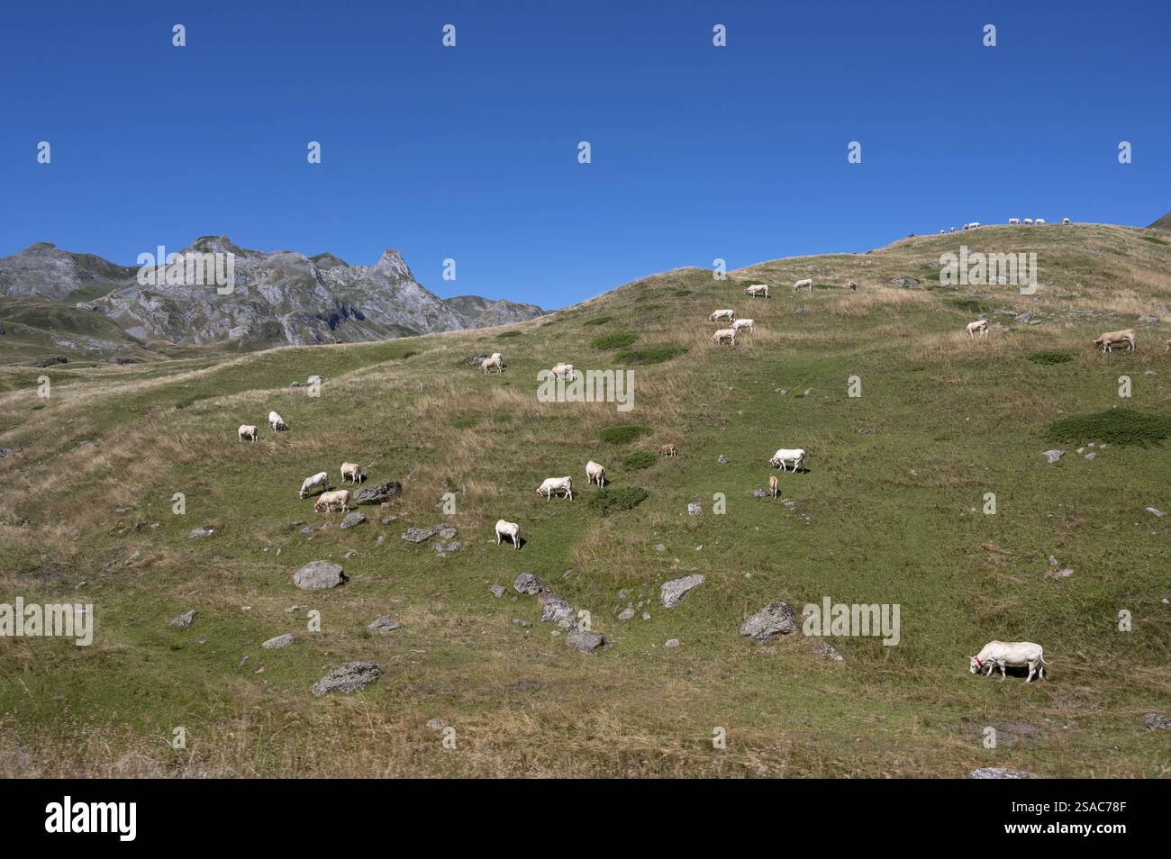 Bovini che pascolano sulle alpi estive dei Pirenei dell'alta valle dell'Ossau, col du Pourtalet, Pirenei francesi, Vallee d'Ossau, Bearn, Pyrenees-Atlantiques, Foto Stock Bovini che pascolano sulle alpi estive dei Pirenei dell'alta valle dell'Ossau, col du Pourtalet, Pirenei francesi, Vallee d'Ossau, Bearn, Pyrenees-Atlantiques, Foto Stock