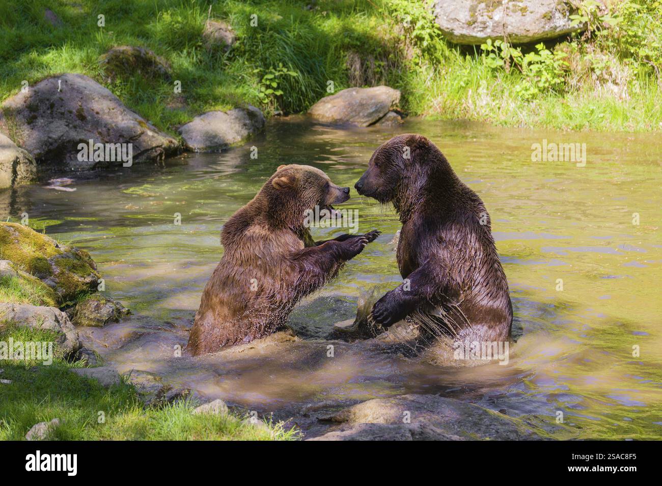 Un orso bruno eurasiatico (Ursus arctos arctos) semina combattendo con un grosso maschio in uno stagno Foto Stock