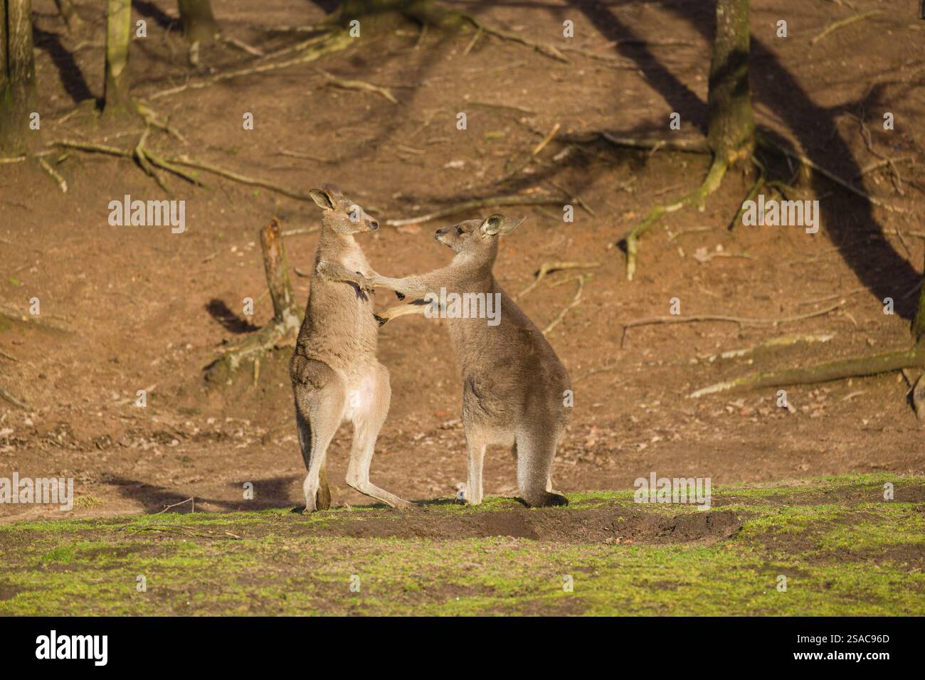 Due Canguri grigi orientali, Macropus giganteus, combattono in un prato alla luce tarda Foto Stock