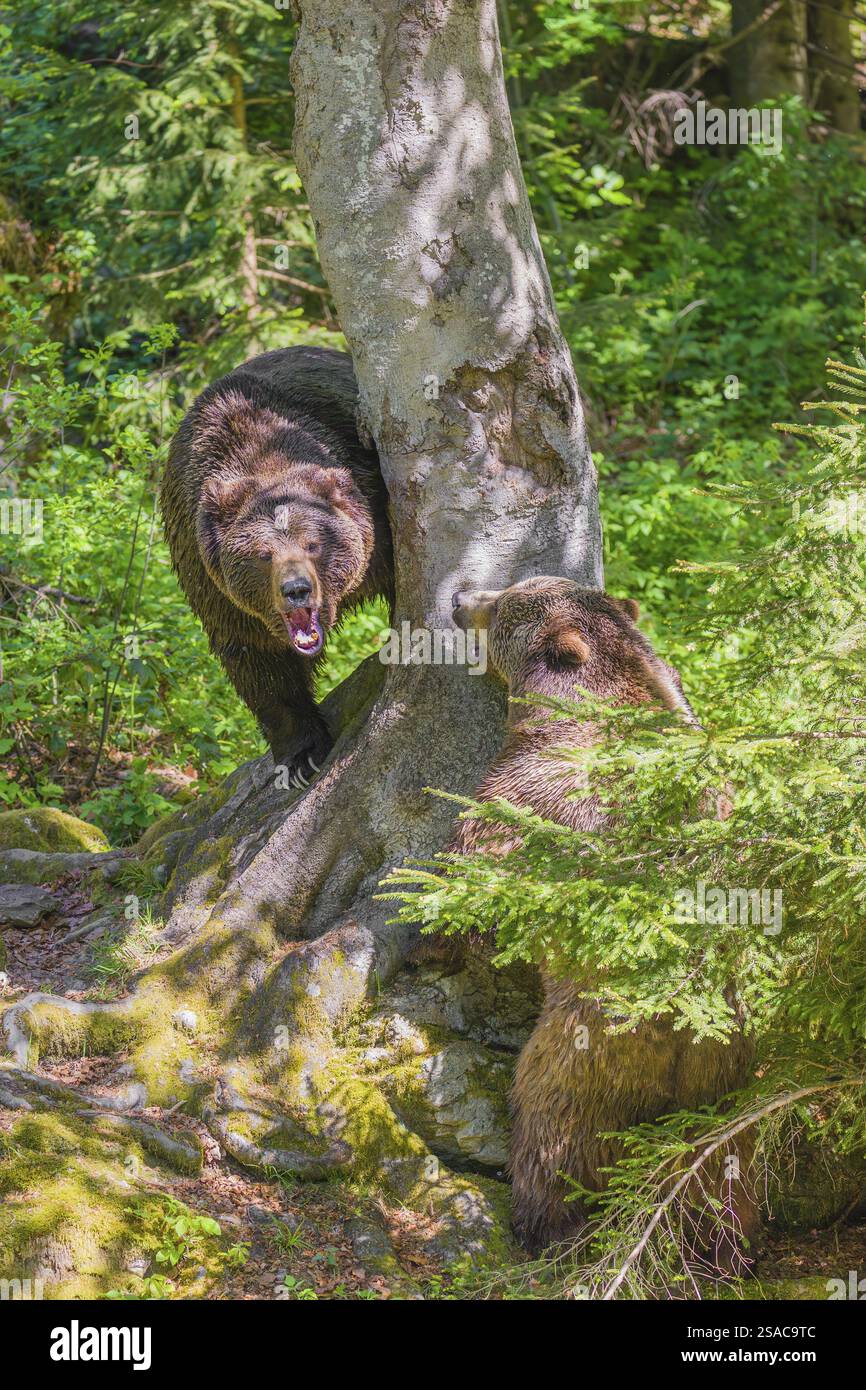 Un orso bruno eurasiatico (Ursus arctos arctos) semina combattendo con un grande maschio su un albero Foto Stock