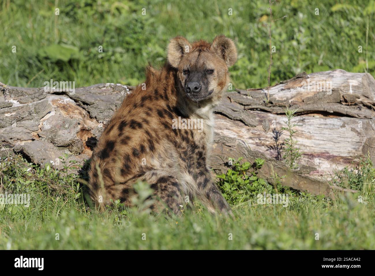 Un adulto avvistato Hyena (Crocuta crocuta) o ridendo Hyena si siede accanto a un tronco marcio in un prato con una bella luce Foto Stock