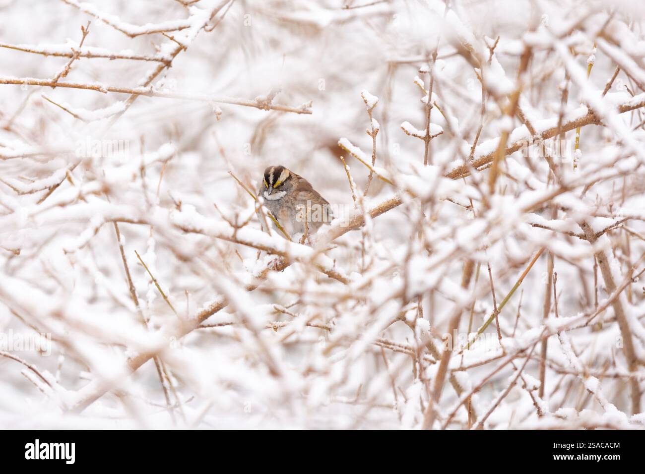 Passero nel Bush con la neve Foto Stock