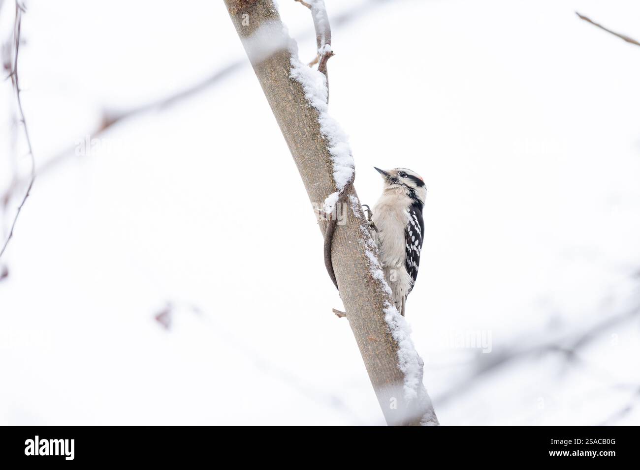 Picchio sull'albero in inverno Foto Stock