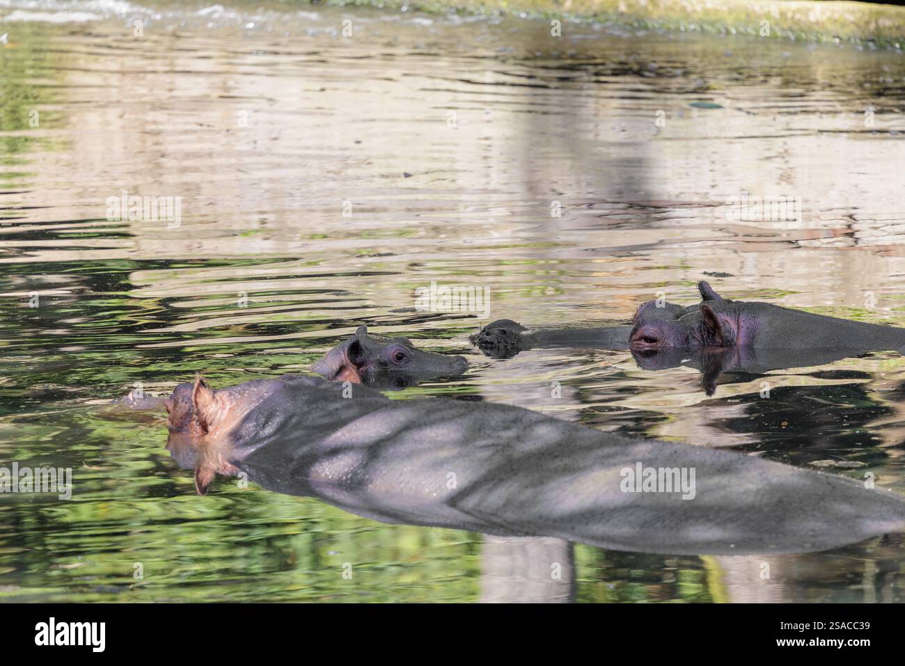 Un ippopotamo bambino (Hippopotamus amphibius) e sua madre nuotano in un fiume insieme a un secondo animale adulto Foto Stock