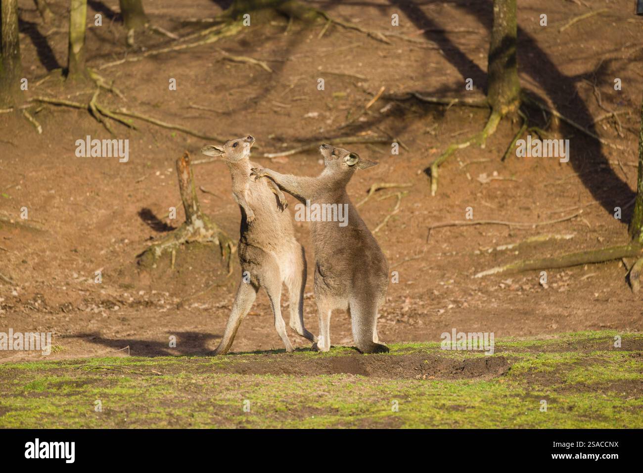 Due Canguri grigi orientali, Macropus giganteus, combattono in un prato alla luce tarda Foto Stock