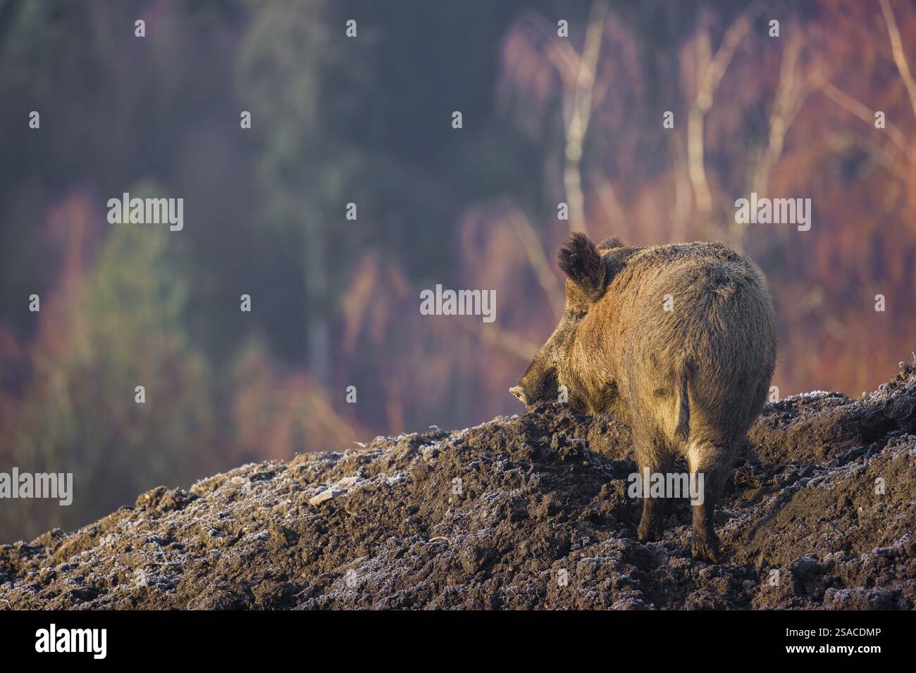 Un cinghiale (Sus scrofa) si trova in un campo ghiacciato nella nebbia del mattino presto in cerca di cibo Foto Stock