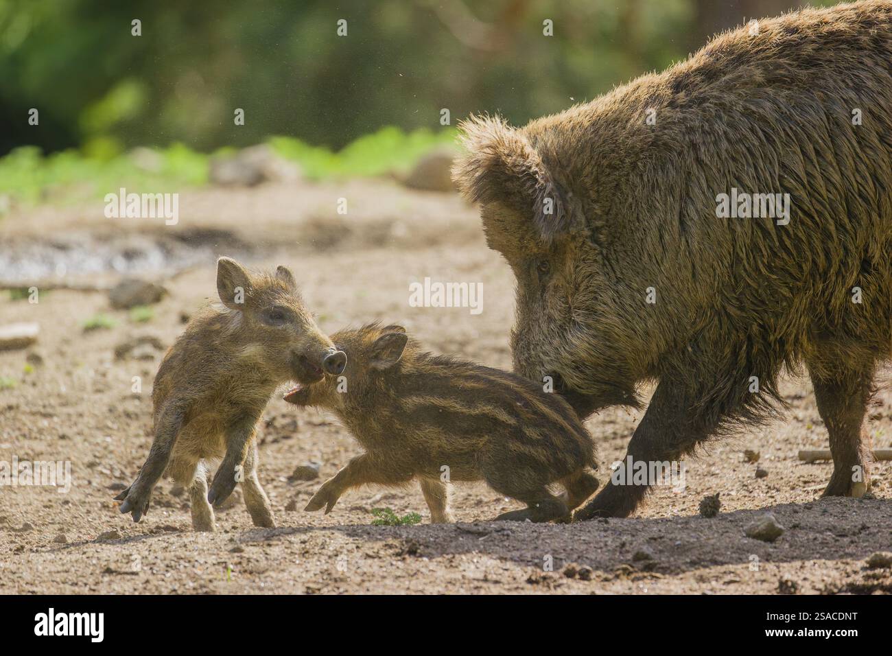 Due suinetti di cinghiale (Sus scrofa) giocano su una radura Foto Stock