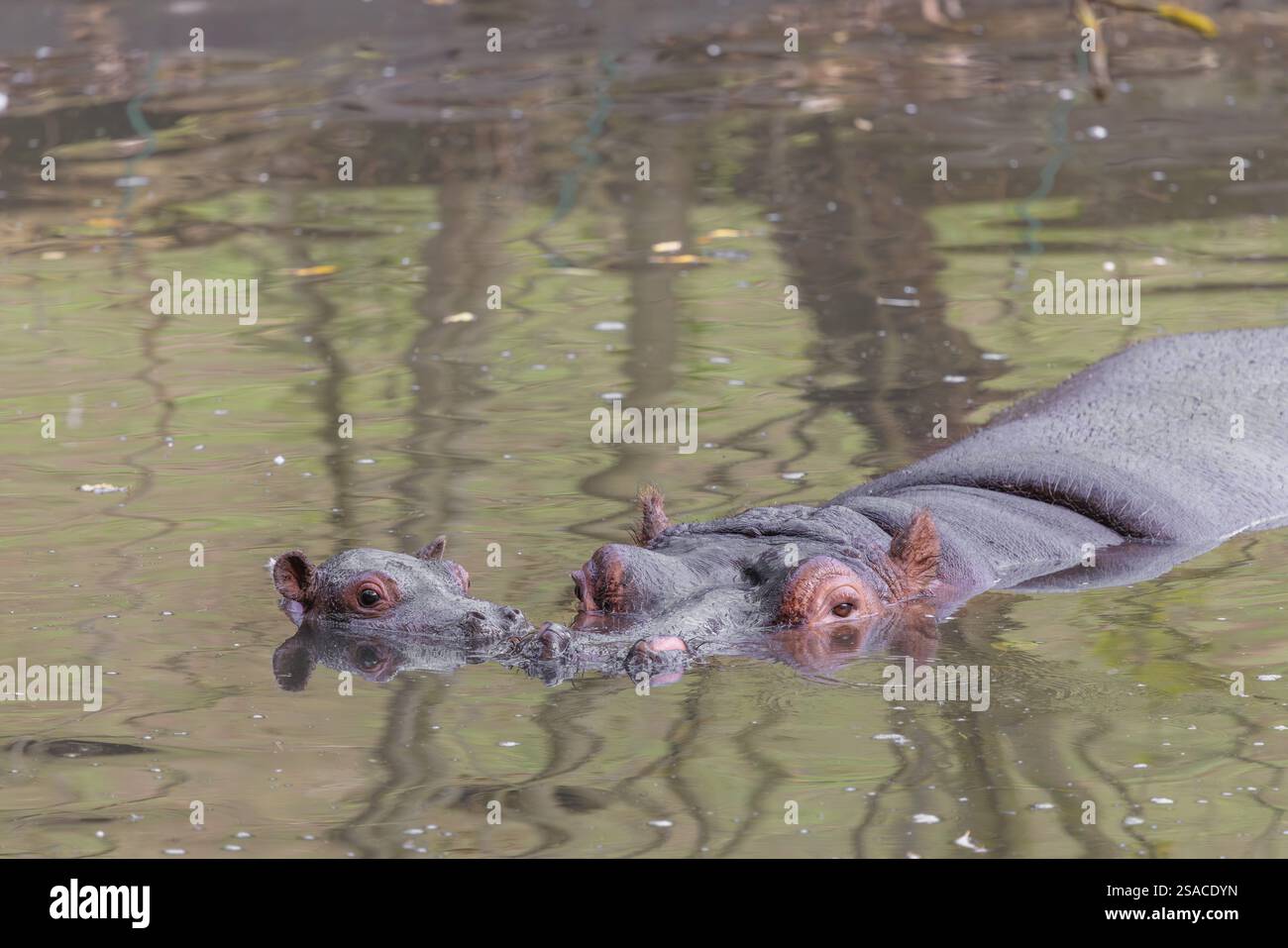 Un ippopotamo bambino (Hippopotamus amphibius) e sua madre nuotano in un fiume Foto Stock