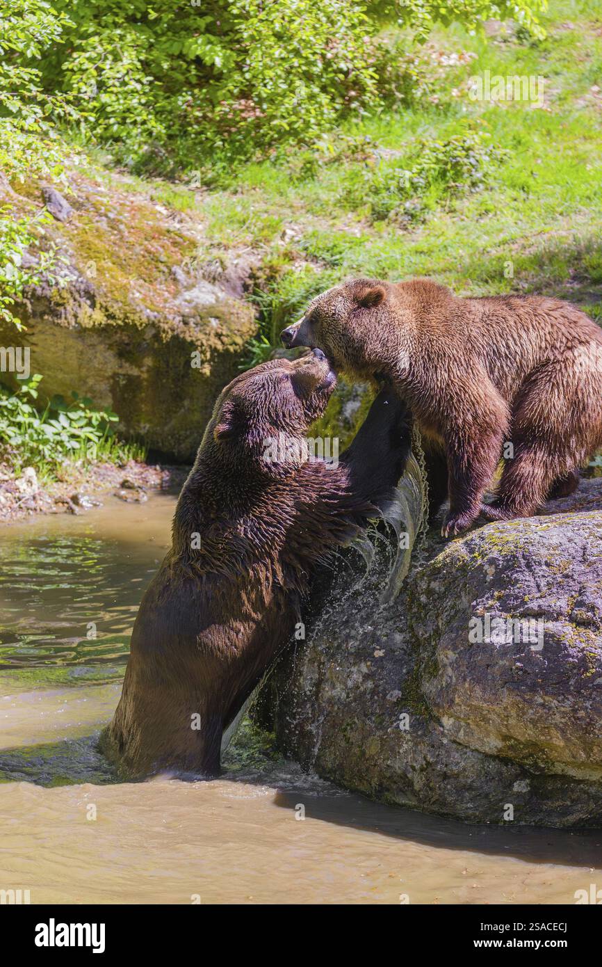 Un orso bruno eurasiatico (Ursus arctos arctos) semina combattendo con un grosso maschio in uno stagno Foto Stock