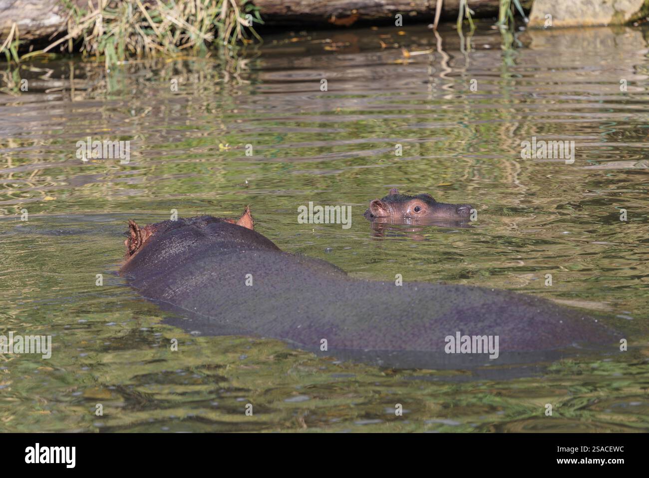Un ippopotamo bambino (Hippopotamus amphibius) e sua madre nuotano in un fiume Foto Stock