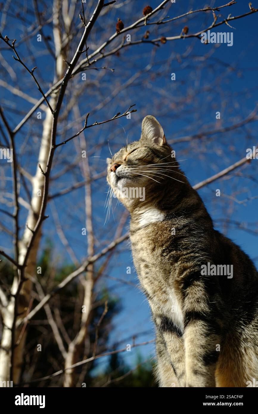 Una gatta concentrata che assorbe l'energia del sole in una fredda giornata invernale. Foto Stock