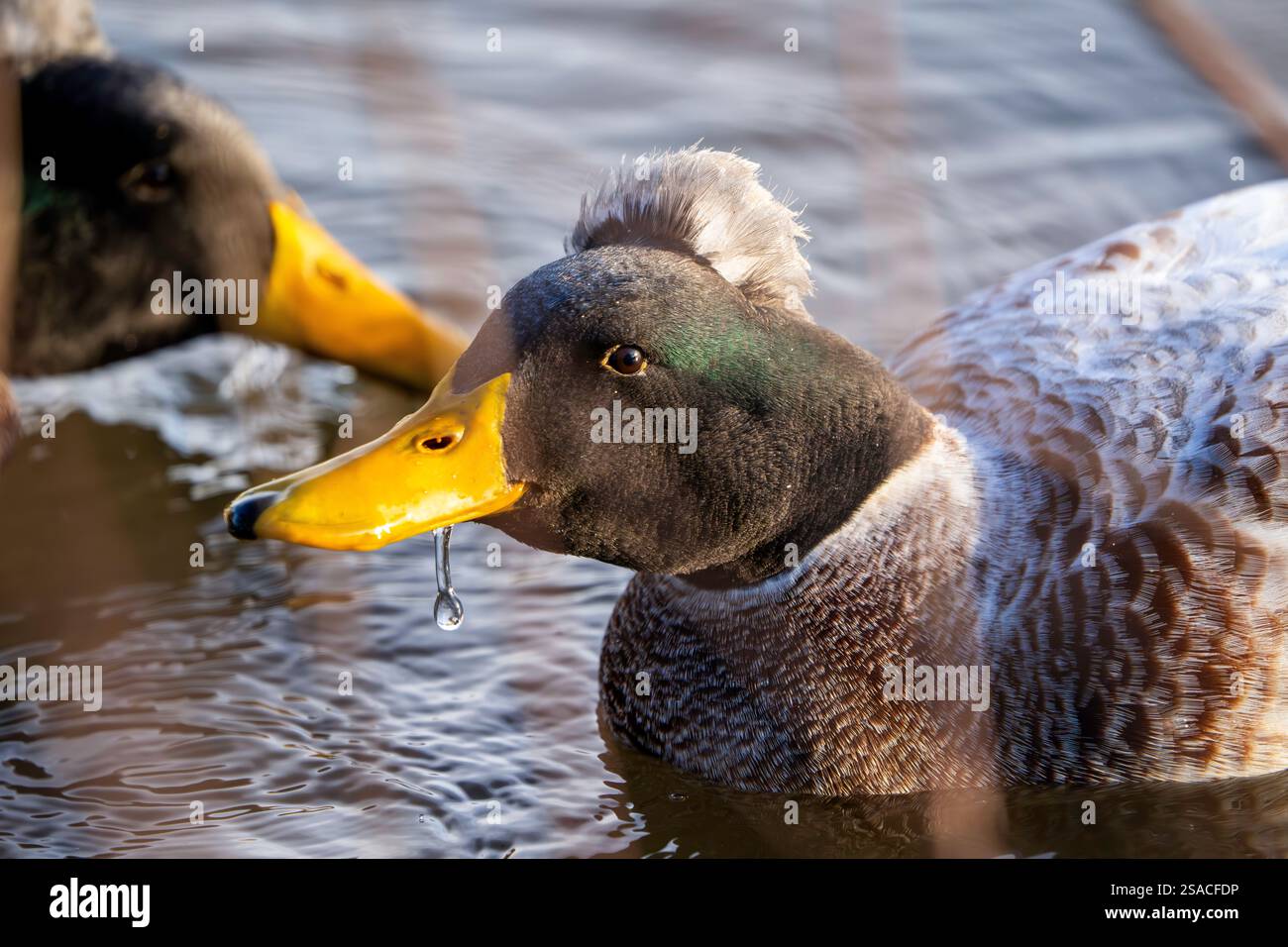 Primo piano di un'anatra domestica con tratti ibridi di germogli che nuotano in uno stagno Foto Stock Primo piano di un'anatra domestica con tratti ibridi di germogli che nuotano in uno stagno Foto Stock