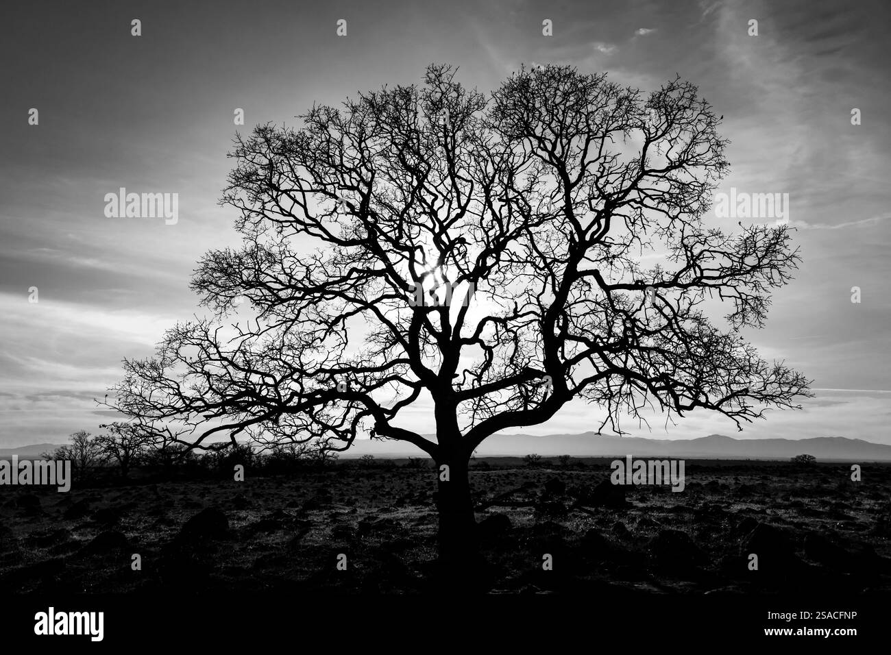 Quercia retroilluminata/sagomata nell'area di Sacramento Riverbend nella contea di Tehama, California, USA - versione in bianco e nero Foto Stock