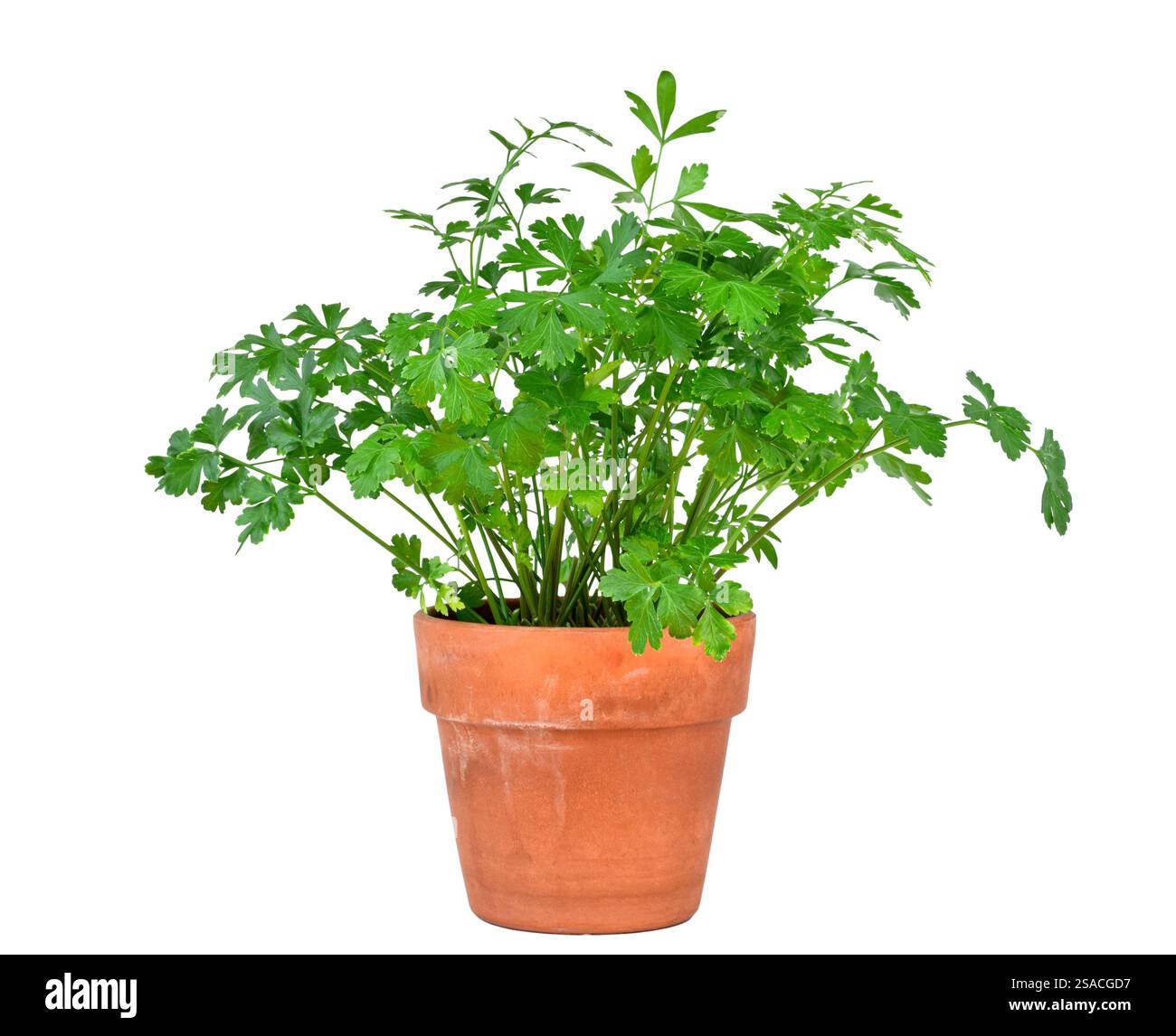 Erba verde fresca di prezzemolo a foglia piatta che cresce in pentola di terracotta con ritaglio isolato su bianco Foto Stock