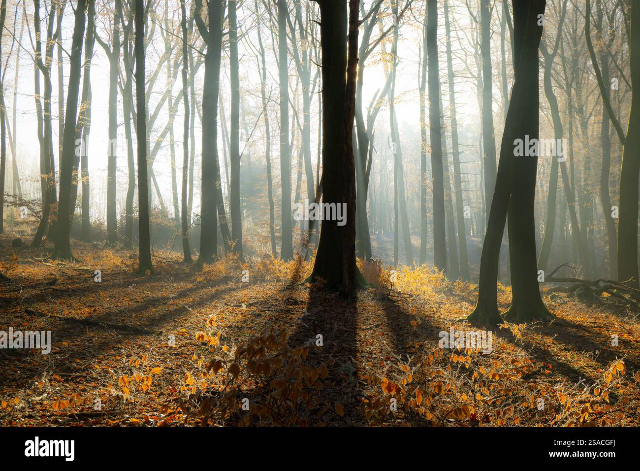 Una foresta con alberi e foglie a terra. Il sole splende tra gli alberi, gettando ombre sul terreno Foto Stock