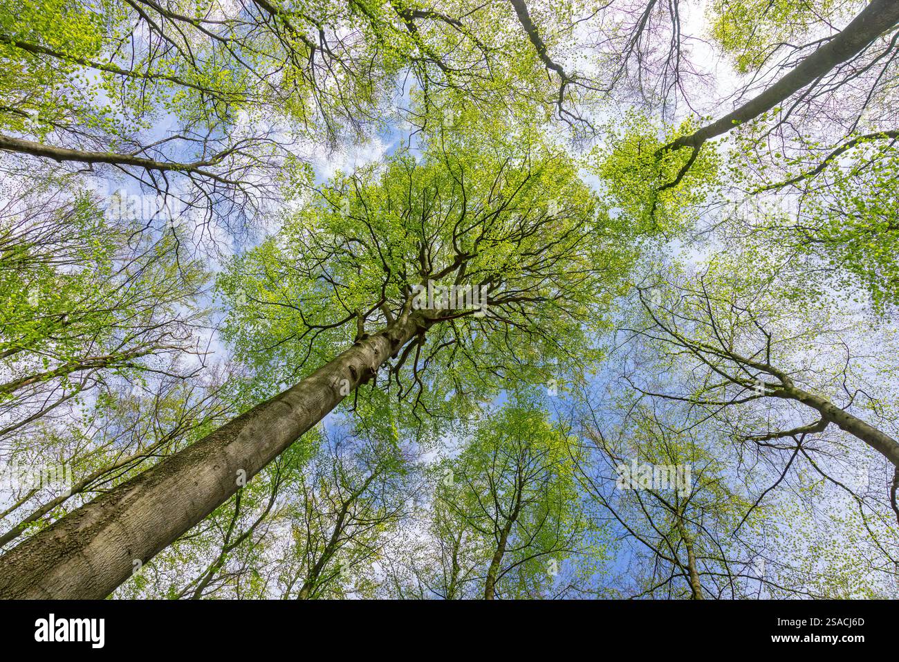 Baldacchino di faggi europei / faggio comune (Fagus sylvatica) con foglie verdi fresche in primavera Foto Stock