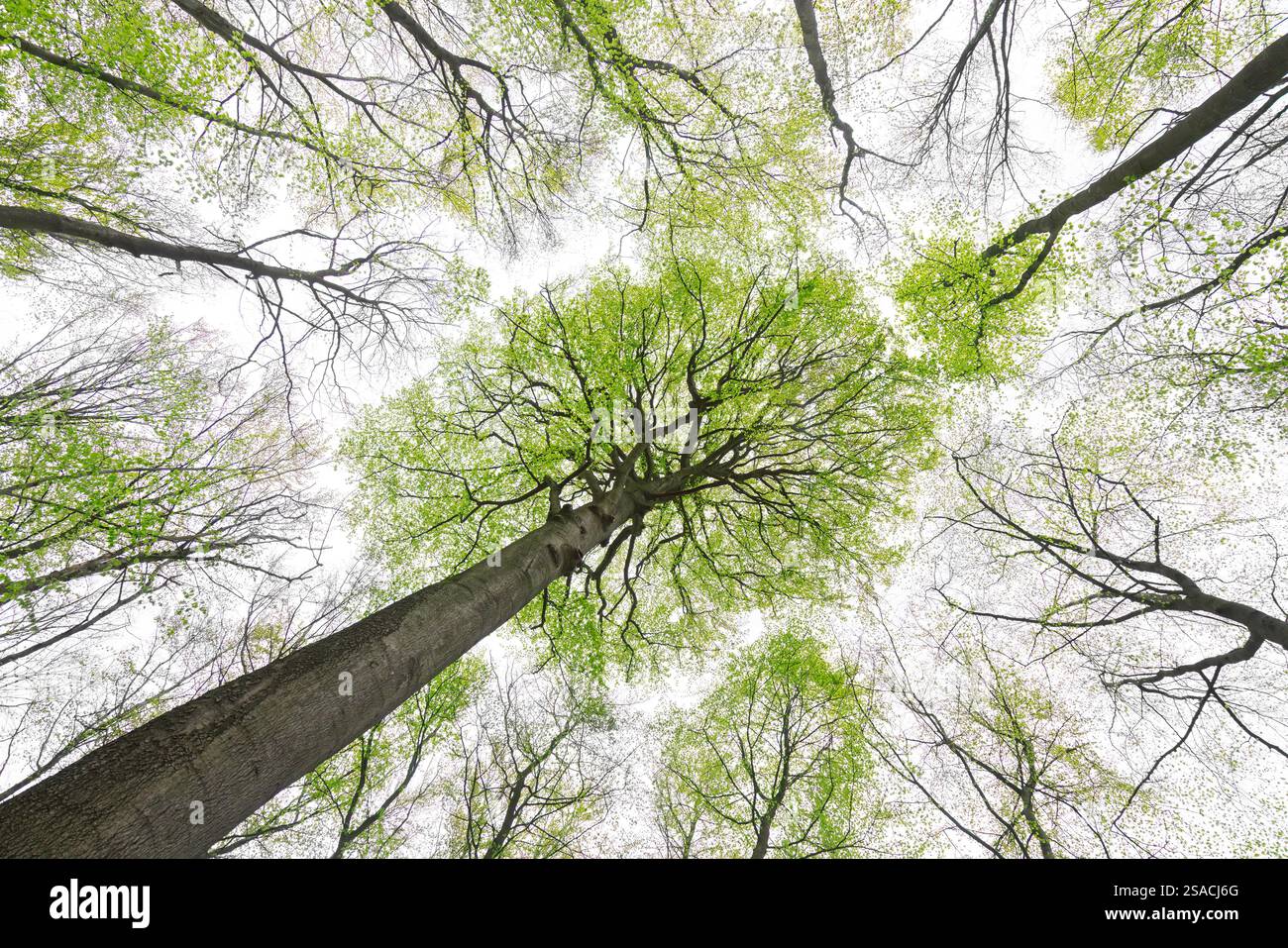 Baldacchino di faggi europei / faggio comune (Fagus sylvatica) con foglie verdi fresche in primavera Foto Stock