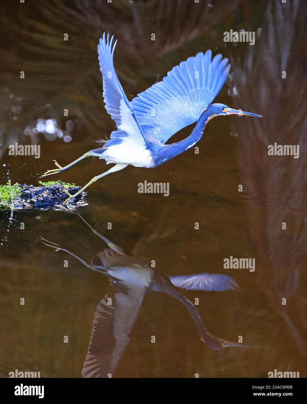 L'Heron tricolore decolla dalla palude con bei riflessi sull'acqua Foto Stock