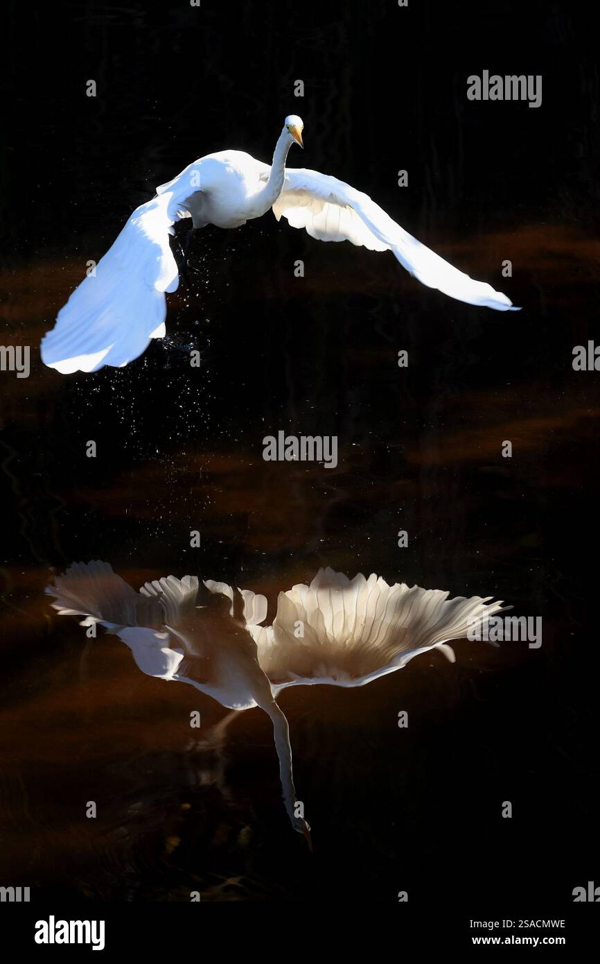 La grande Egret (Ardea alba) sorvola la palude con bei riflessi sull'acqua Foto Stock