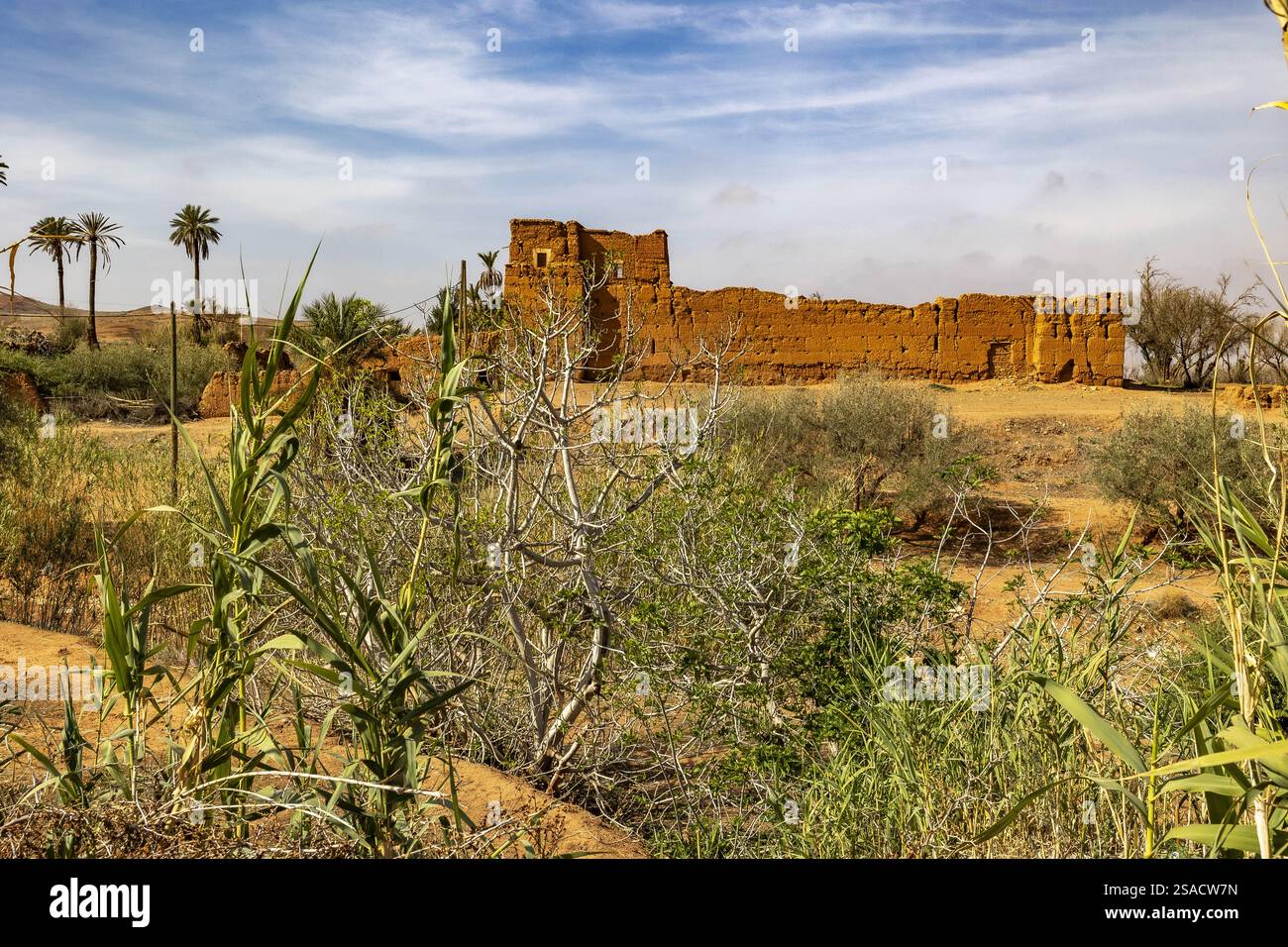 Edificio tradizionale e piante selvatiche nel villaggio di Tazert, Marocco Foto Stock