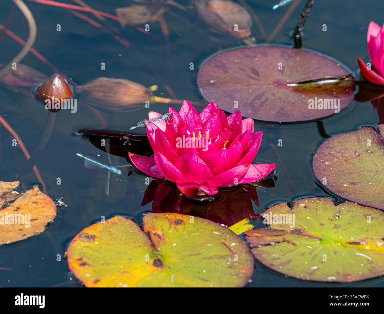 Mosca del drago che si libra su un giglio d'acqua rosa scuro in uno stagno da giardino. REGNO UNITO Foto Stock
