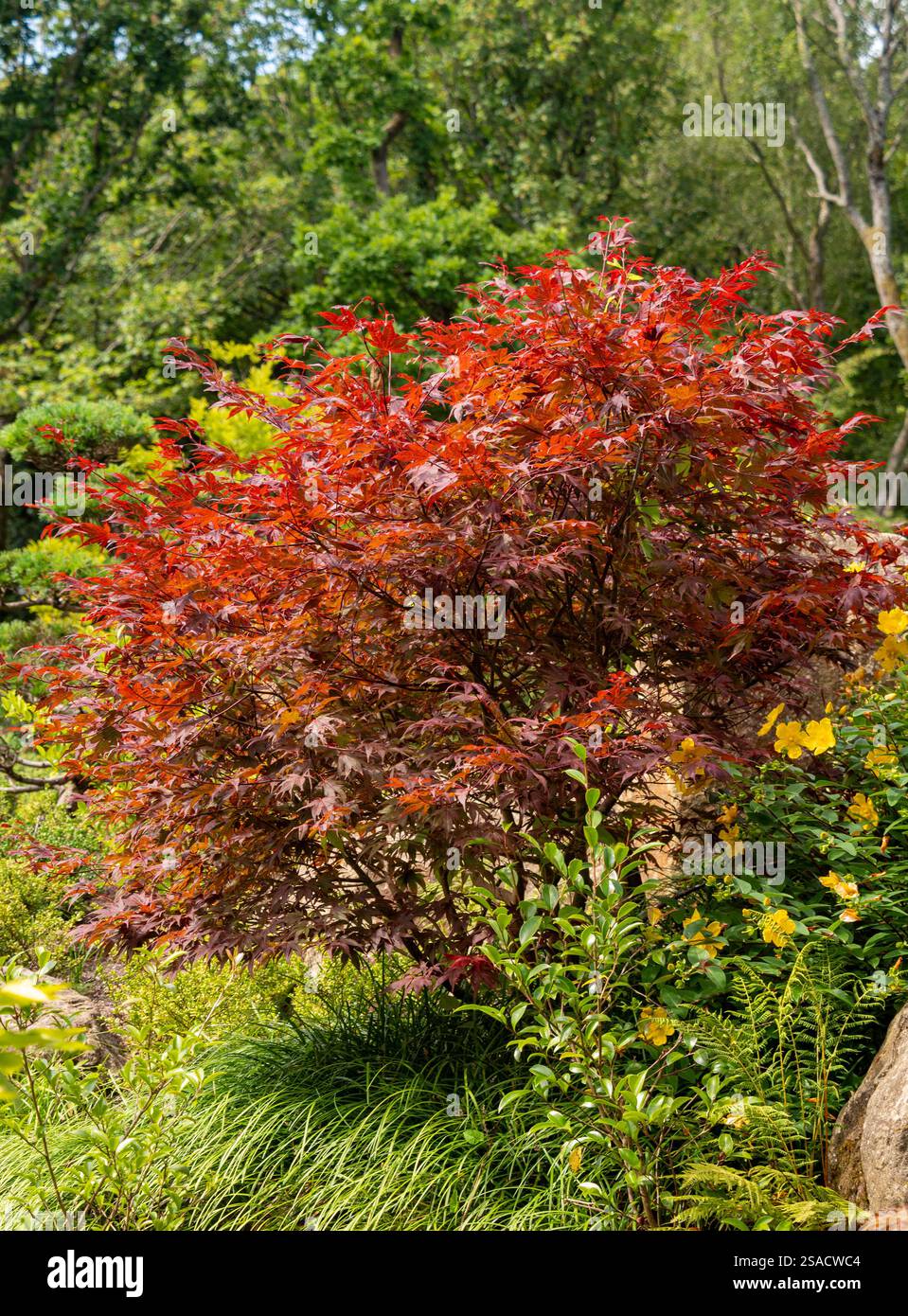 Acer Palmatum con le sue foglie rosse ardenti contrastate dal verde degli alberi e delle erbe in un grande giardino britannico. Foto Stock