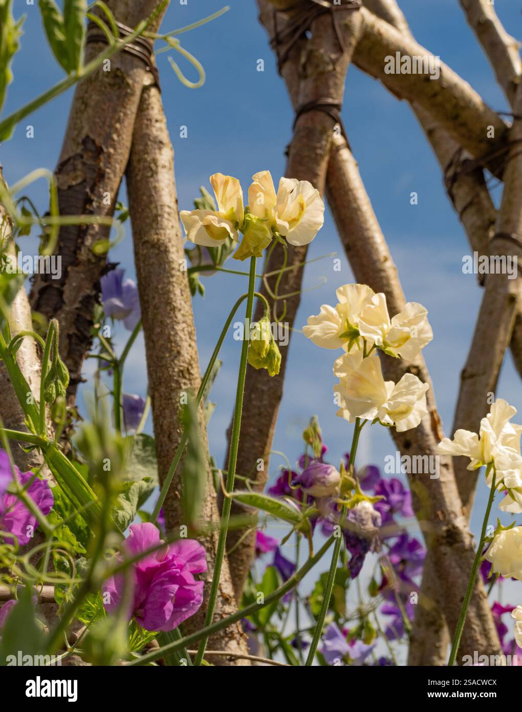 Dolce pisello in varie sfumature di crema, rosa e viola che crescono su un supporto A-frame fatto di rami d'albero.z Foto Stock