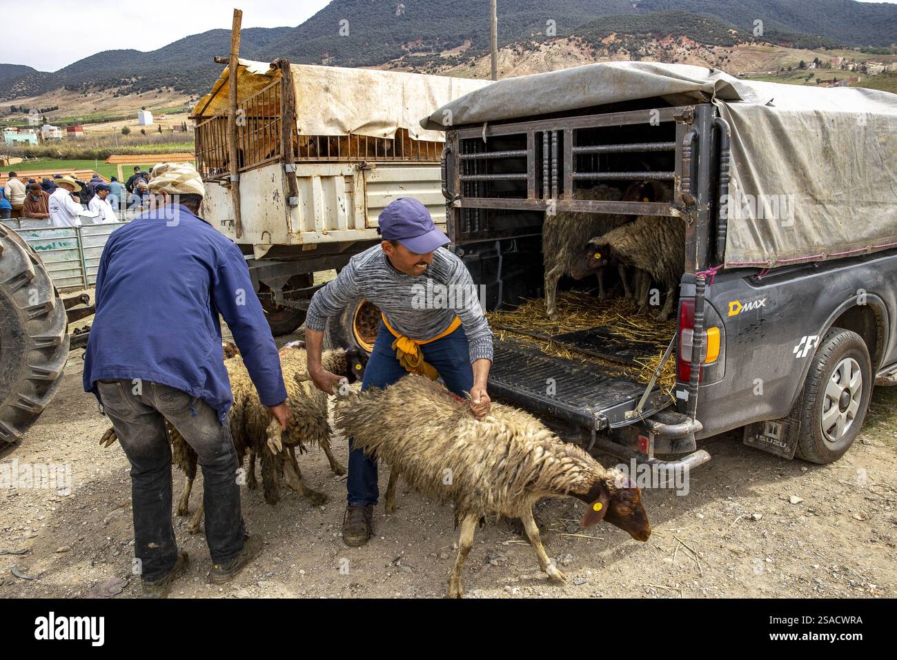 Raduno di allevatori di bovini organizzato dall’associazione di allevatori ANOC ad Ain Leuh, Marocco Foto Stock