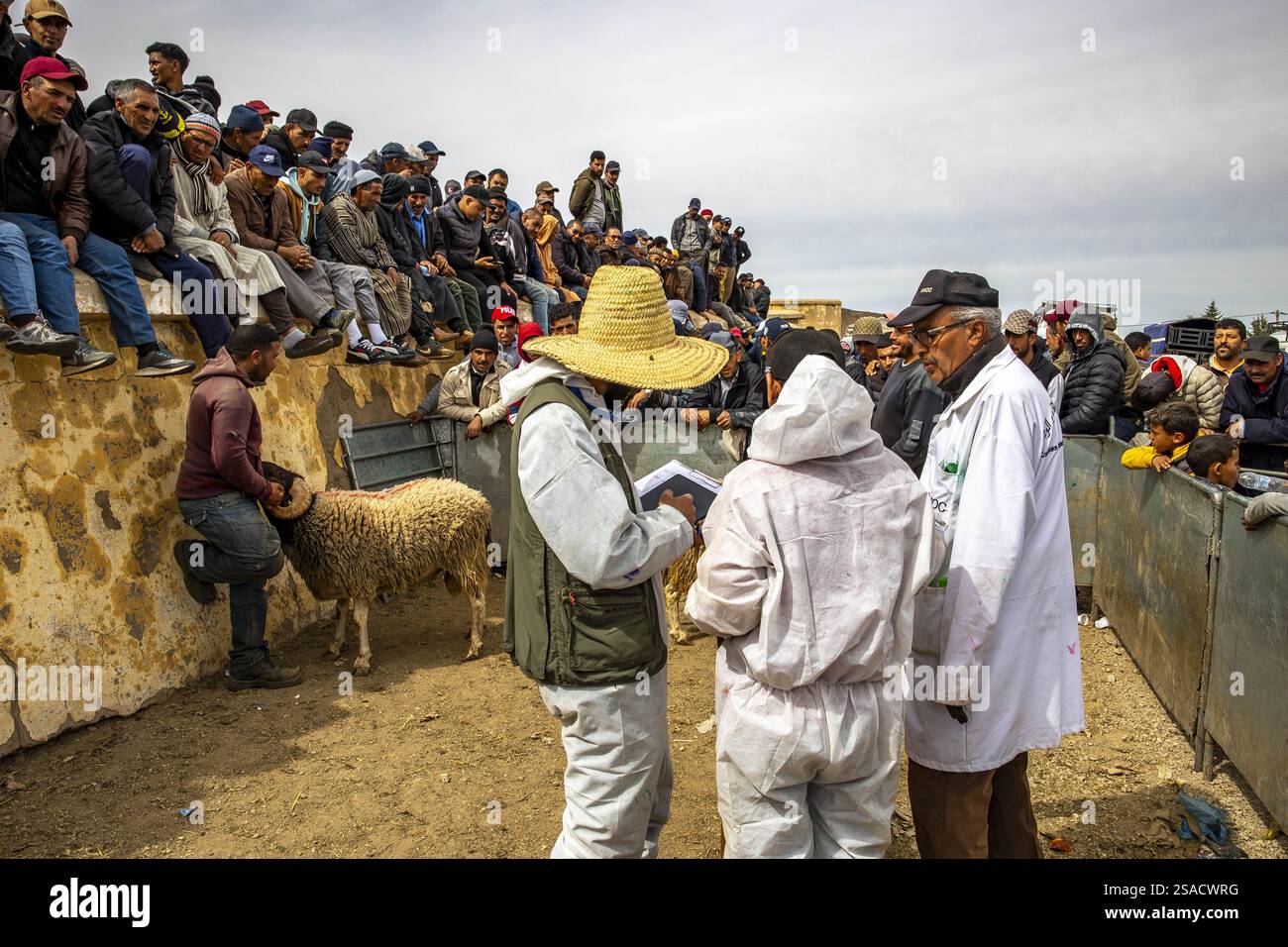Raduno di allevatori di bovini organizzato dall’associazione di allevatori ANOC ad Ain Leuh, Marocco Foto Stock
