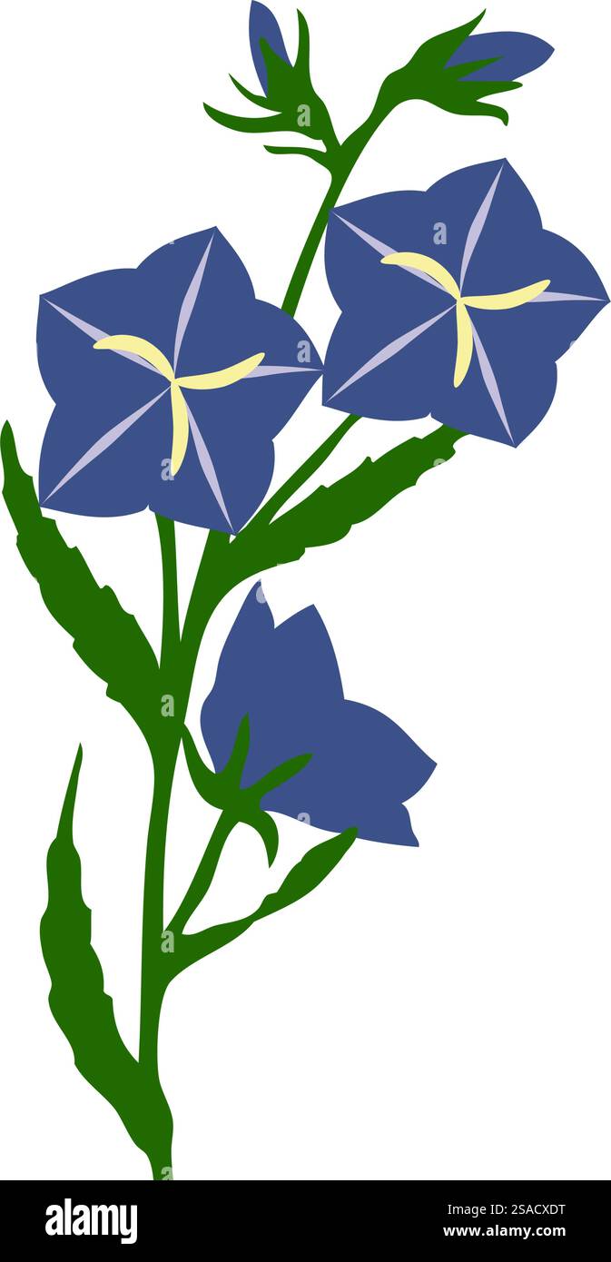 Fiore di campana. Splendido fiore per creare prati estivi e primaverili. Illustrazione vettoriale. Illustrazione Vettoriale