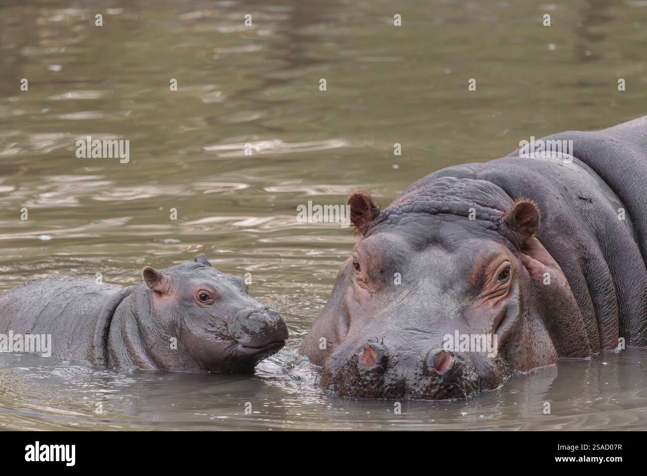 Un ippopotamo bambino (Hippopotamus amphibius) e sua madre nuotano in un fiume Foto Stock