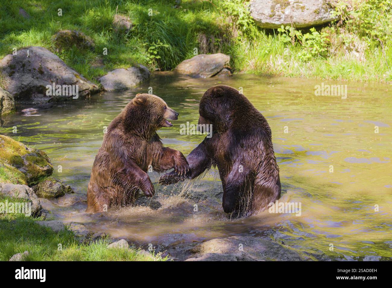Un orso bruno eurasiatico (Ursus arctos arctos) semina combattendo con un grosso maschio in uno stagno Foto Stock