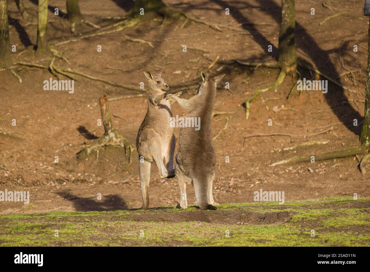 Due Canguri grigi orientali, Macropus giganteus, combattono in un prato alla luce tarda Foto Stock