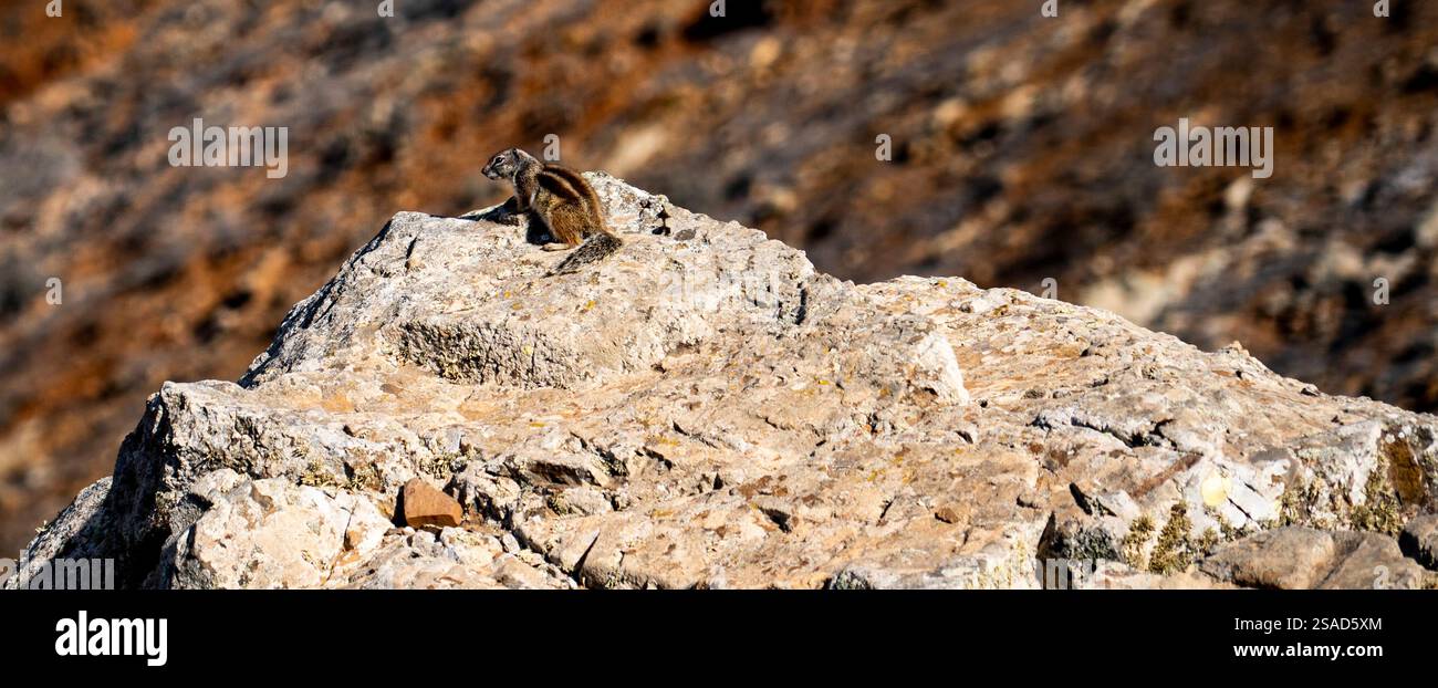 Un piccolo animale seduto su un affioramento roccioso in un paesaggio aspro. L'animale si sta guardando intorno, circondato da un ambiente naturale dai toni terrosi. Foto Stock