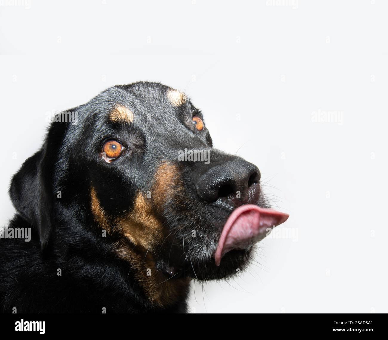 Profilo cane di razza mista rottweiler affamato che guarda lontano, stacca la lingua e lecca le labbra con la lingua. Isolato su sfondo bianco Foto Stock