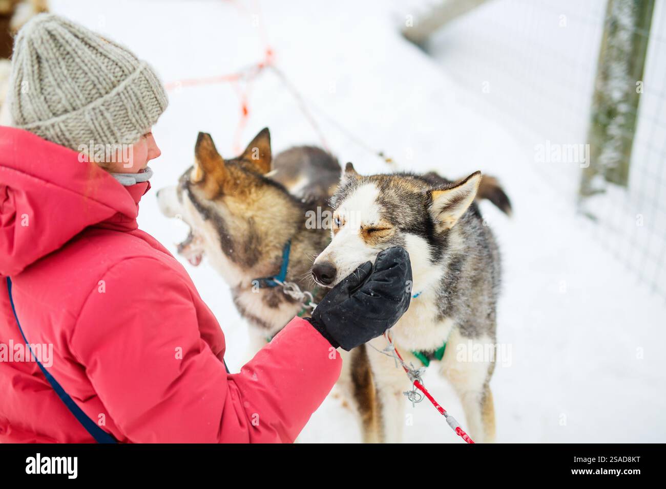 Adorabile ragazza preadolescente che si accoccolava con cani husky all'aperto il giorno invernale in Lapponia Finlandia Foto Stock