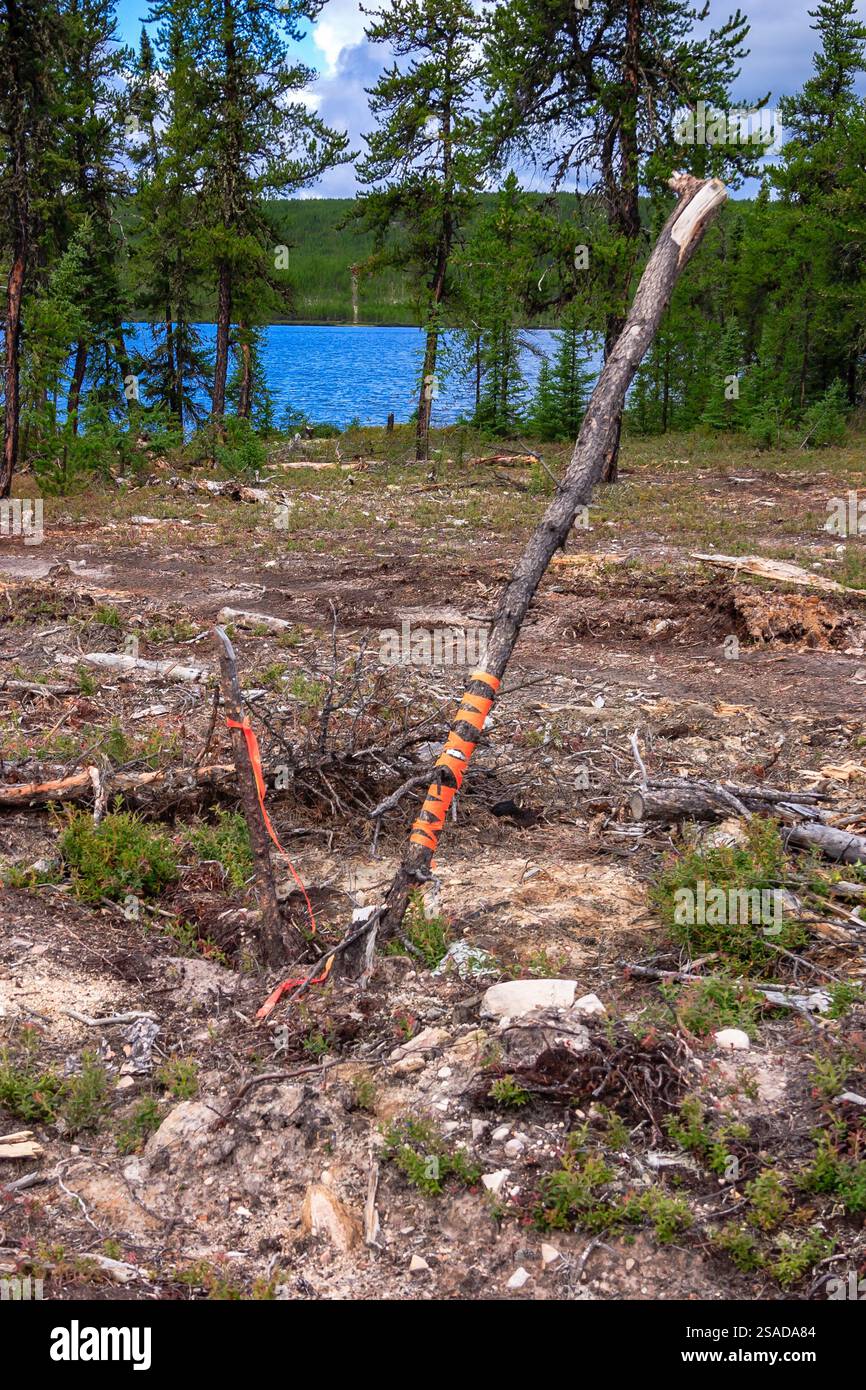 Un bastoncino con la burocrazia si trova in un campo vicino a un corpo d'acqua. Il bastone si appoggia contro un albero Foto Stock