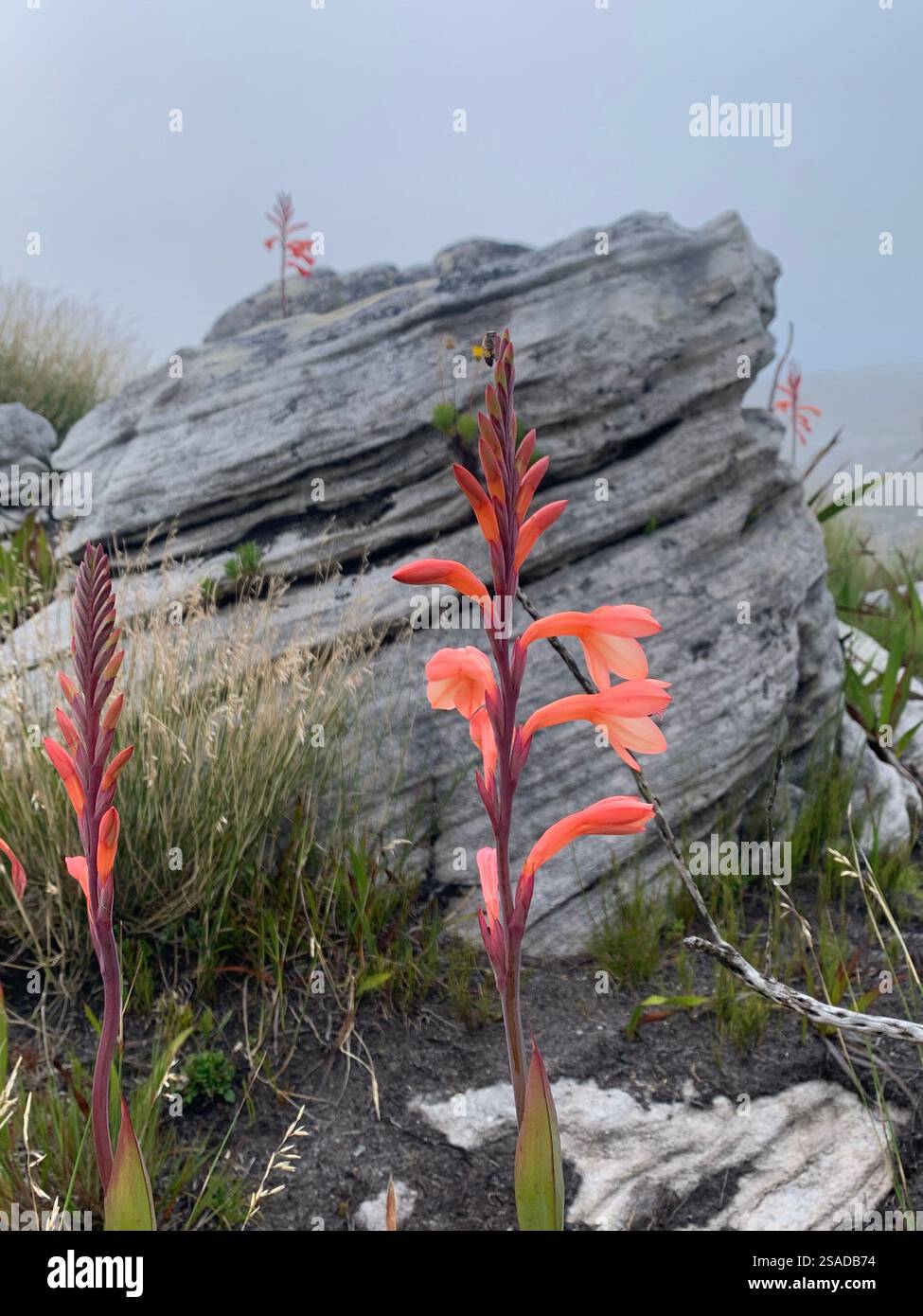 fiore di montagna da tavola Foto Stock