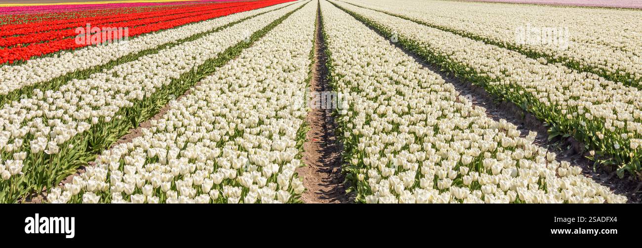 Vista panoramica di un campo con tulipani bianchi e rossi Foto Stock Vista panoramica di un campo con tulipani bianchi e rossi Foto Stock