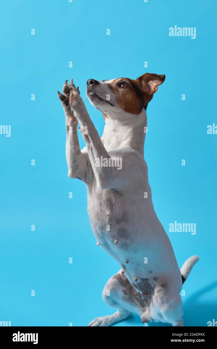Una ragazza bianca e marrone Jack Russell Terrier sta in piedi sulle gambe posteriori su uno sfondo blu. Il cane è in piedi sulle zampe posteriori. Ideale per gli avverti Foto Stock